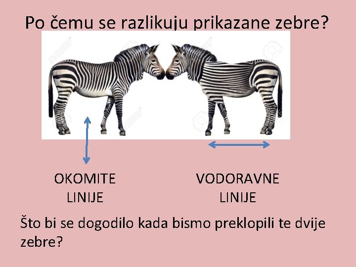 Po čemu se razlikuju prikazane zebre? OKOMITE LINIJE VODORAVNE LINIJE Što bi se dogodilo