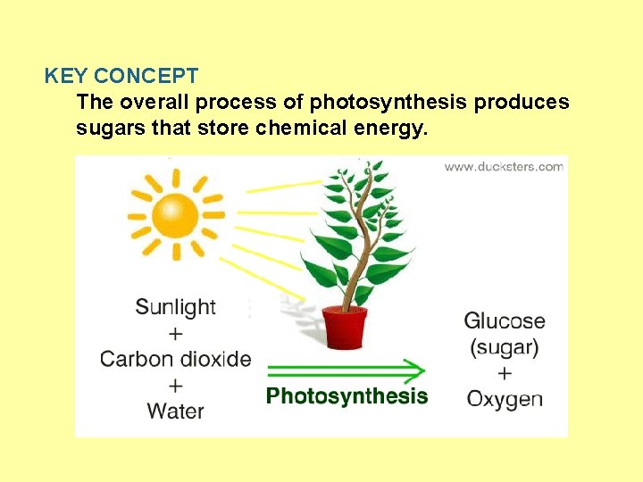 KEY CONCEPT The overall process of photosynthesis produces sugars that store chemical energy. 