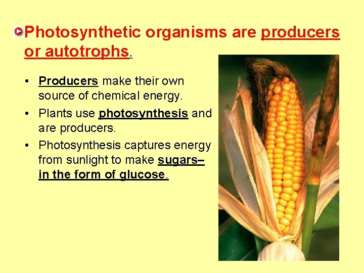 Photosynthetic organisms are producers or autotrophs. • Producers make their own source of chemical