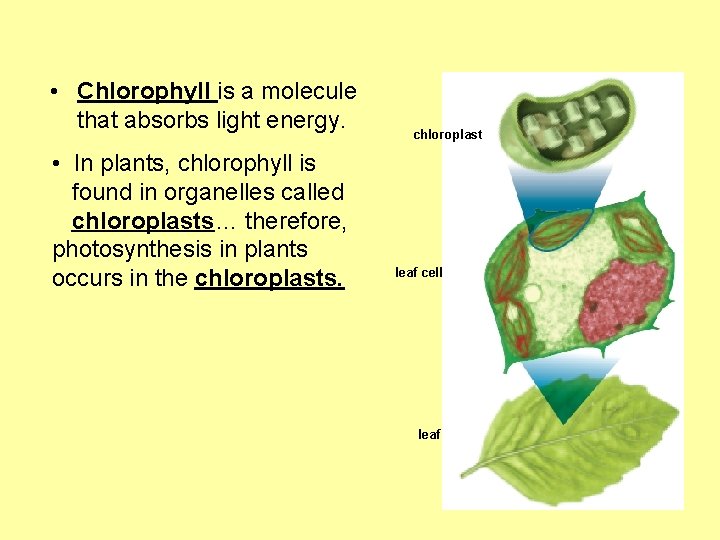  • Chlorophyll is a molecule that absorbs light energy. • In plants, chlorophyll