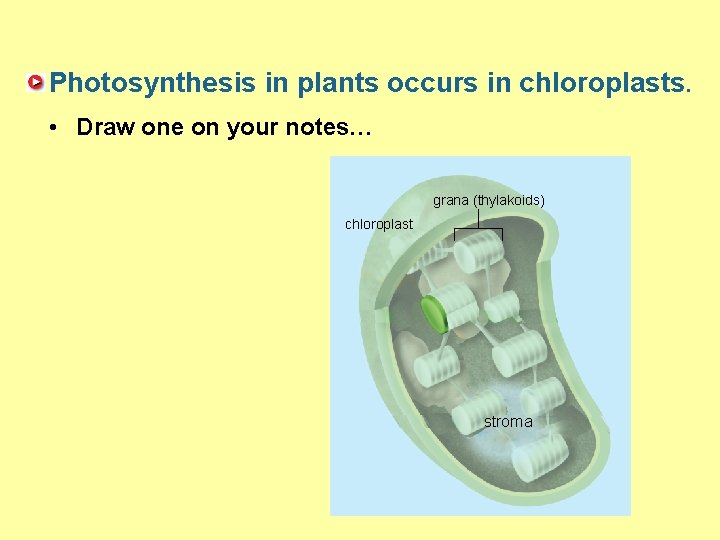 Photosynthesis in plants occurs in chloroplasts. • Draw one on your notes… grana (thylakoids)