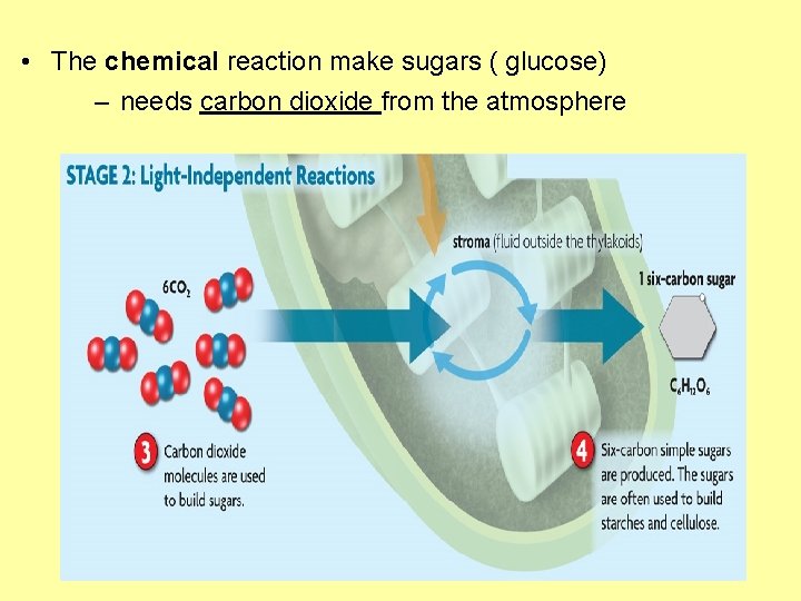  • The chemical reaction make sugars ( glucose) – needs carbon dioxide from