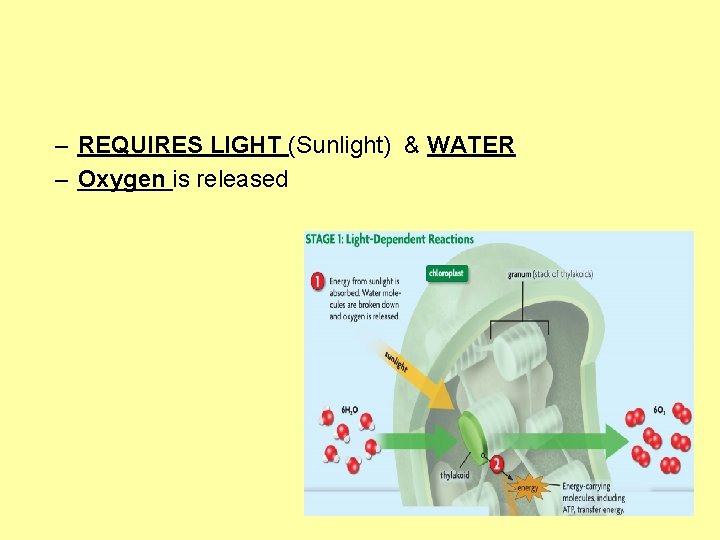 – REQUIRES LIGHT (Sunlight) & WATER – Oxygen is released 