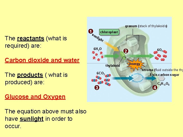 granum (stack of thylakoids) 1 The reactants (what is required) are: chloroplast su nli
