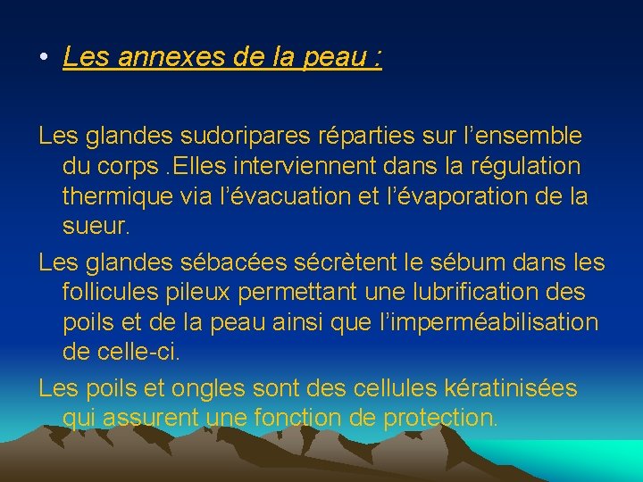  • Les annexes de la peau : Les glandes sudoripares réparties sur l’ensemble
