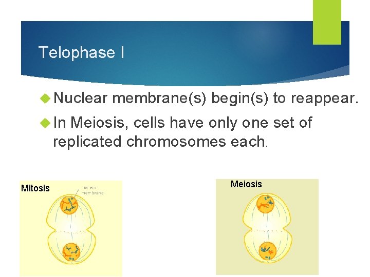 Telophase I Nuclear membrane(s) begin(s) to reappear. In Meiosis, cells have only one set