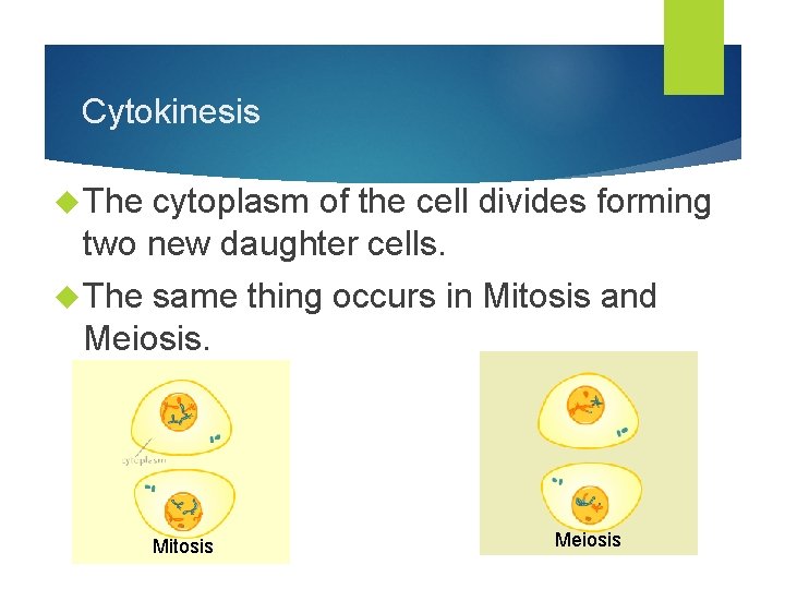 Cytokinesis The cytoplasm of the cell divides forming two new daughter cells. The same