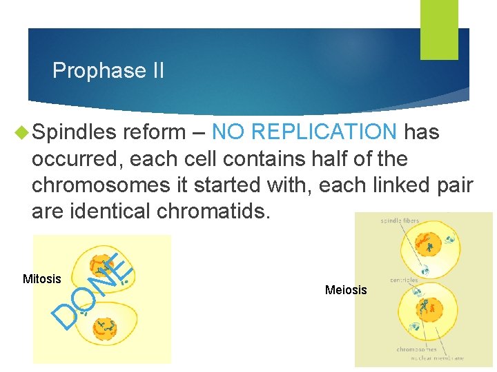 Prophase II Spindles reform – NO REPLICATION has occurred, each cell contains half of