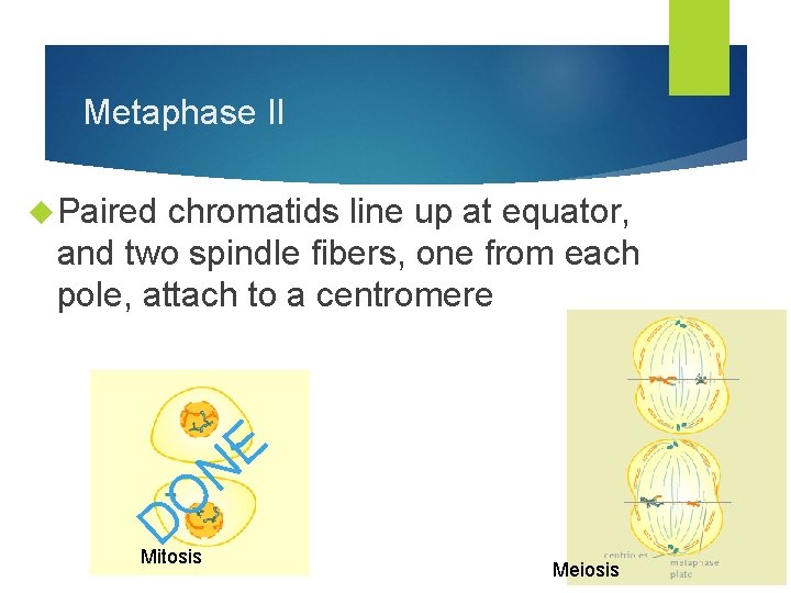 Metaphase II Paired chromatids line up at equator, and two spindle fibers, one from