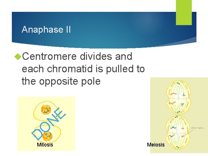 Anaphase II Centromere divides and each chromatid is pulled to the opposite pole O