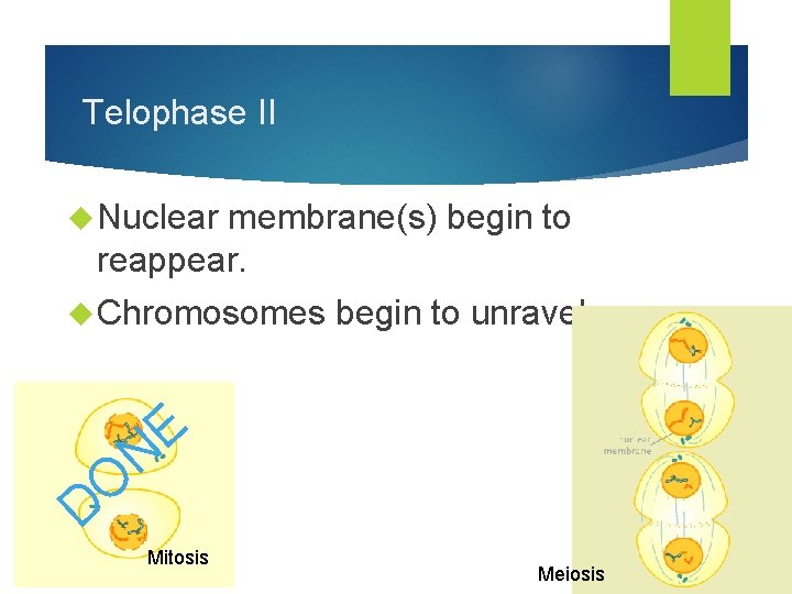 Telophase II Nuclear membrane(s) begin to reappear. Chromosomes O D begin to unravel. E