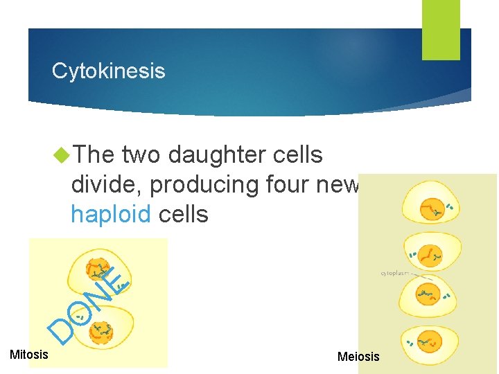 Cytokinesis The two daughter cells divide, producing four new haploid cells E N Mitosis