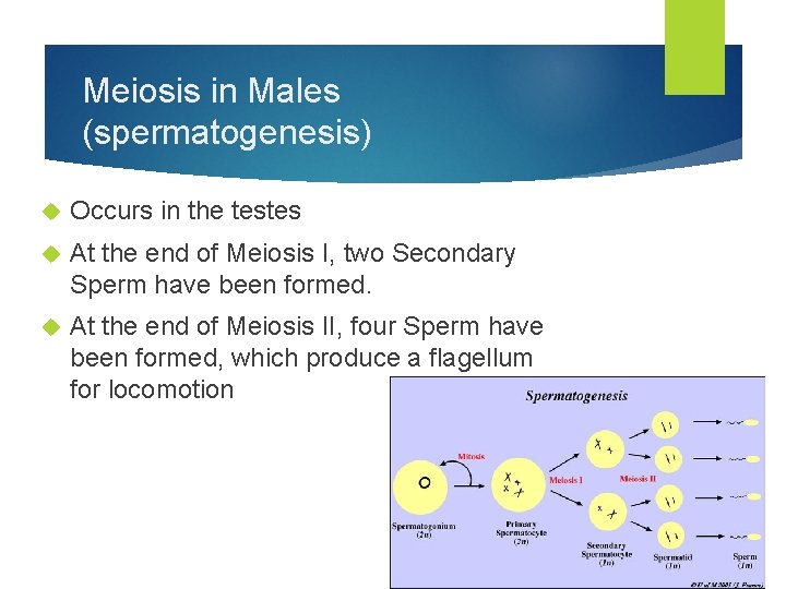 Meiosis in Males (spermatogenesis) Occurs in the testes At the end of Meiosis I,