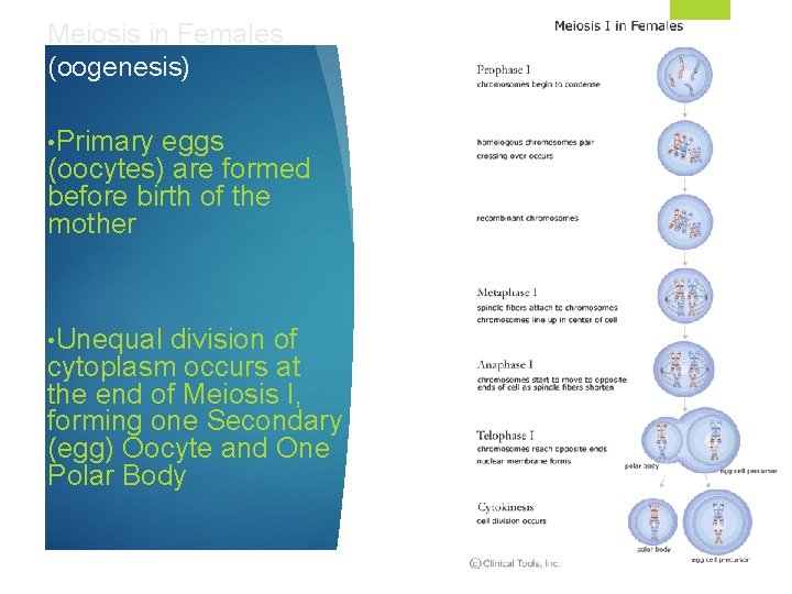 Meiosis in Females (oogenesis) • Primary eggs (oocytes) are formed before birth of the