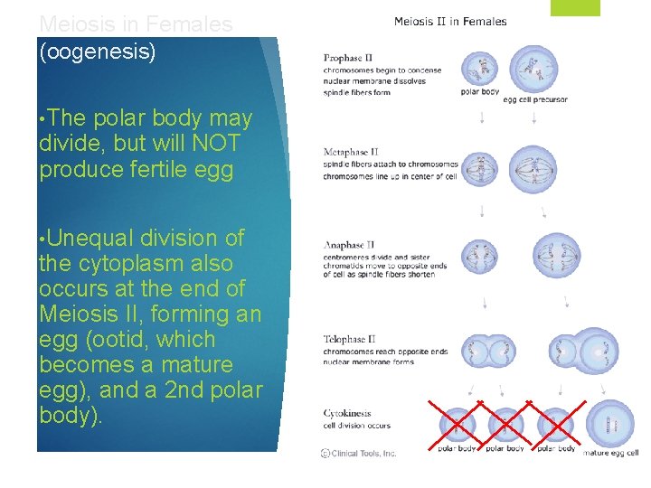 Meiosis in Females (oogenesis) • The polar body may divide, but will NOT produce