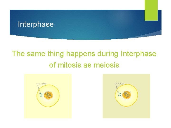 Interphase The same thing happens during Interphase of mitosis as meiosis Mitosis . Meiosis
