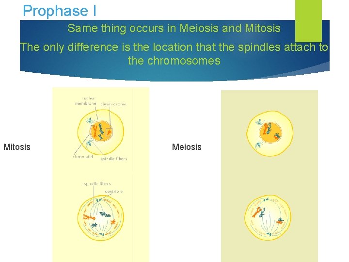 Prophase I Same thing occurs in Meiosis and Mitosis The only difference is the