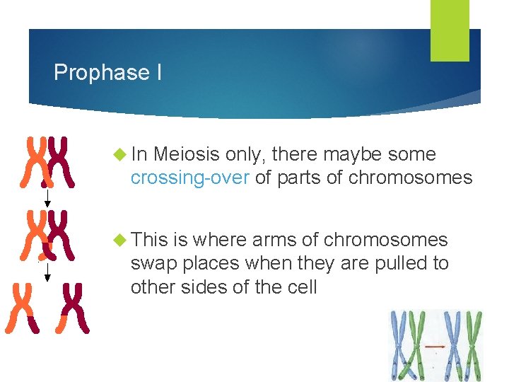 Prophase I In Meiosis only, there maybe some crossing-over of parts of chromosomes This