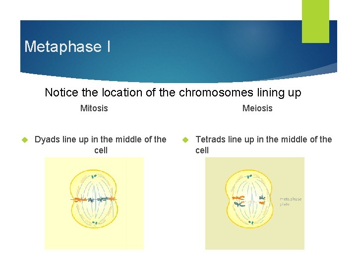 Metaphase I Notice the location of the chromosomes lining up Mitosis Dyads line up