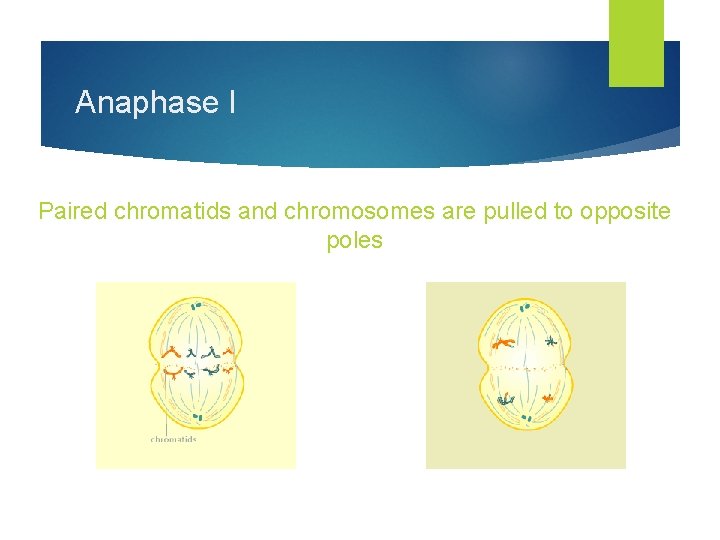 Anaphase I Paired chromatids and chromosomes are pulled to opposite poles Mitosis Meiosis 