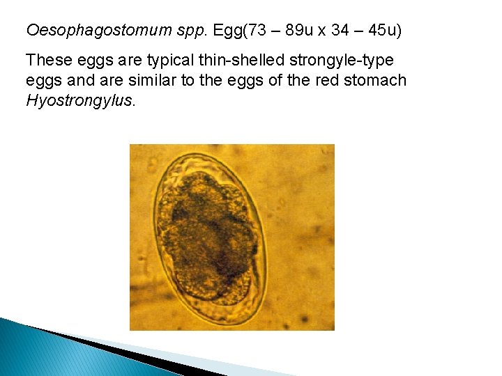 Oesophagostomum spp. Egg(73 – 89 u x 34 – 45 u) These eggs are