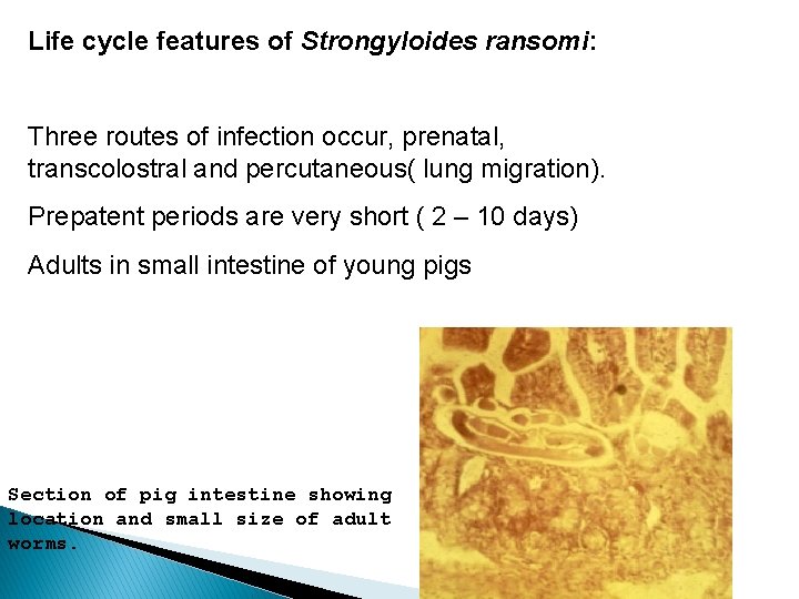 Life cycle features of Strongyloides ransomi: Three routes of infection occur, prenatal, transcolostral and
