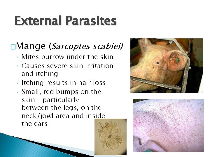 External Parasites �Mange (Sarcoptes scabiei) ◦ Mites burrow under the skin ◦ Causes severe