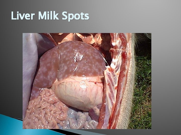 Liver Milk Spots 