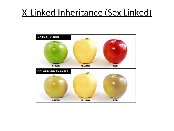 X-Linked Inheritance (Sex Linked) 