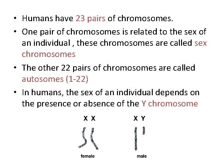  • Humans have 23 pairs of chromosomes. • One pair of chromosomes is