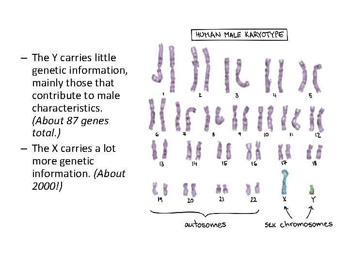 – The Y carries little genetic information, mainly those that contribute to male characteristics.