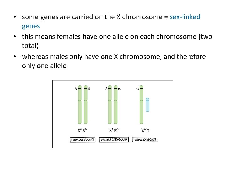  • some genes are carried on the X chromosome = sex-linked genes •