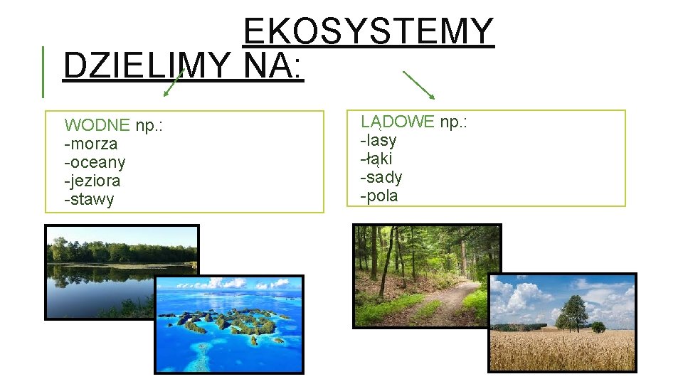 Ekosystemy Sprawdzian 3 Klasa