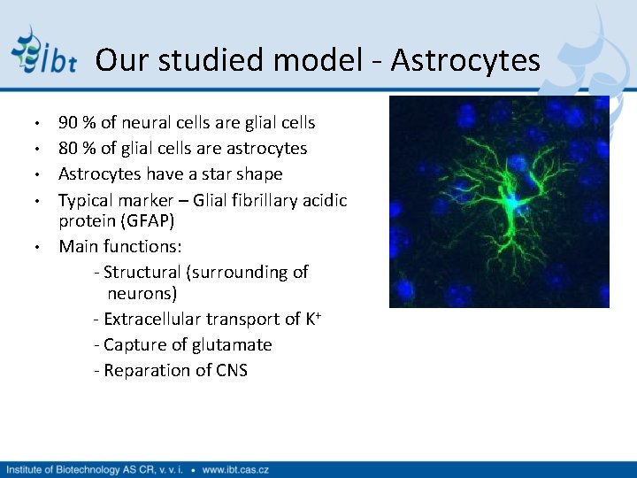 Our studied model - Astrocytes • • • 90 % of neural cells are