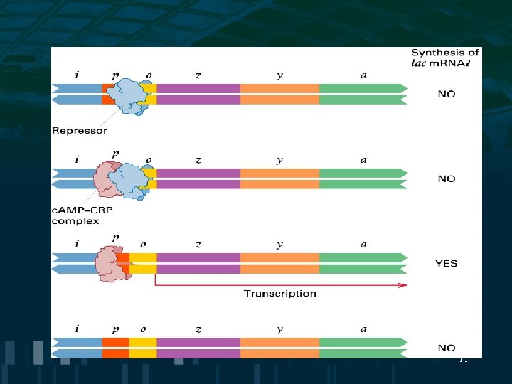 10 Molecular Mechanisms of Gene Regulation 1 Transcription