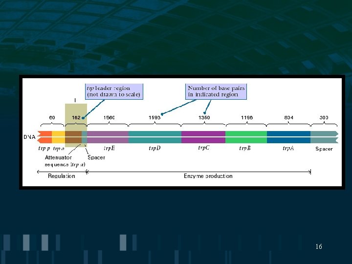 10 Molecular Mechanisms of Gene Regulation 1 Transcription