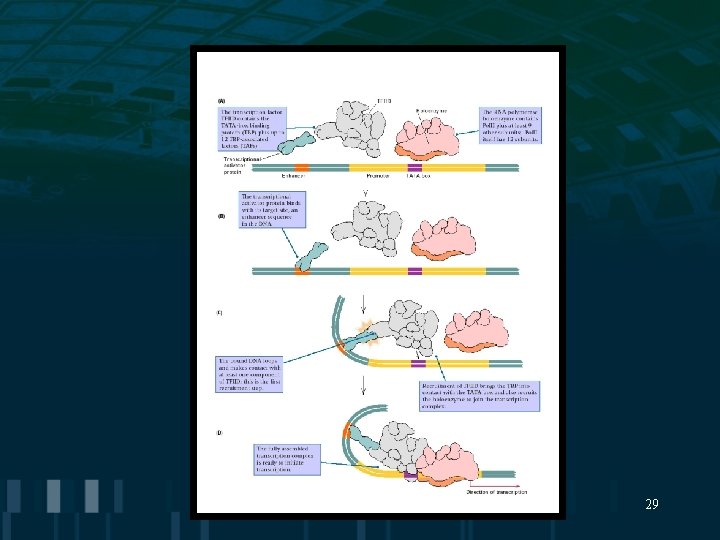 10 Molecular Mechanisms of Gene Regulation 1 Transcription