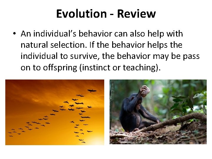 Evolution - Review • An individual’s behavior can also help with natural selection. If