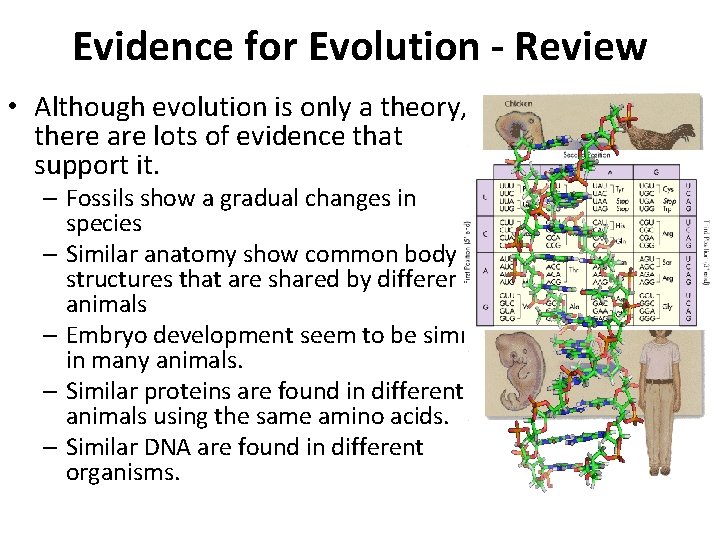 Evidence for Evolution - Review • Although evolution is only a theory, there are