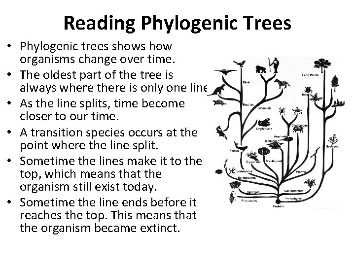 Reading Phylogenic Trees • Phylogenic trees shows how organisms change over time. • The