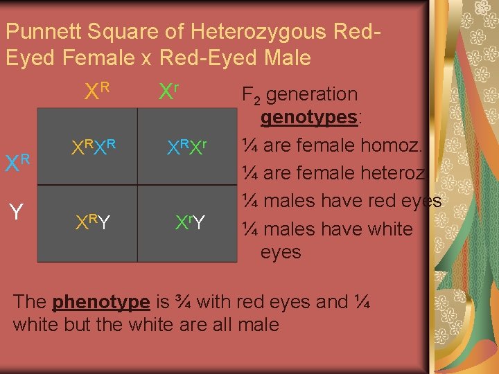 Punnett Square of Heterozygous Red. Eyed Female x Red-Eyed Male XR XR Y Xr