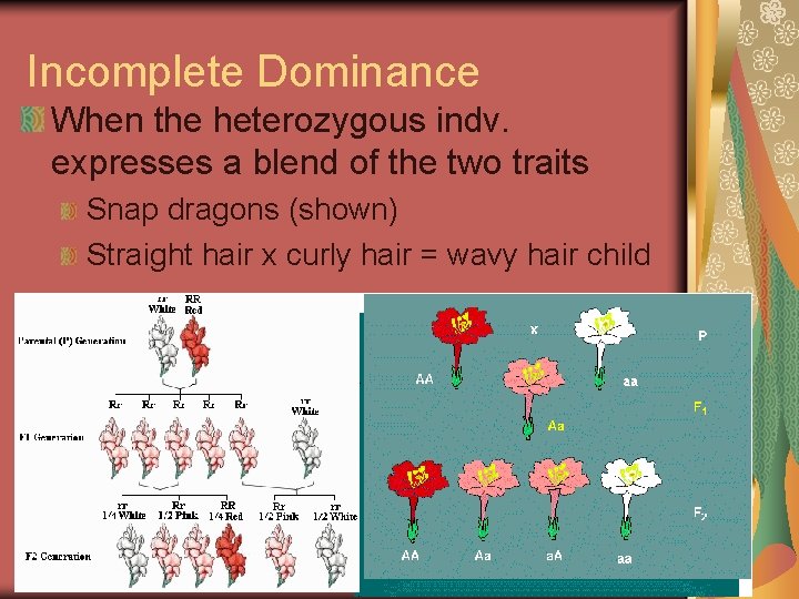 Incomplete Dominance When the heterozygous indv. expresses a blend of the two traits Snap