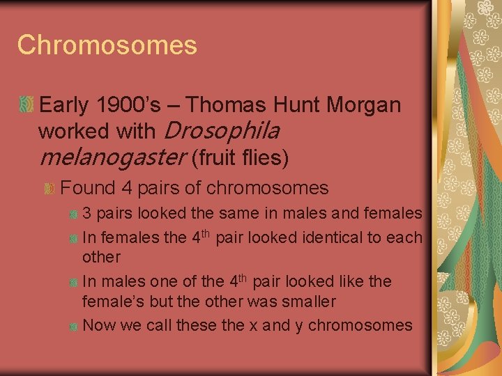 Chromosomes Early 1900’s – Thomas Hunt Morgan worked with Drosophila melanogaster (fruit flies) Found