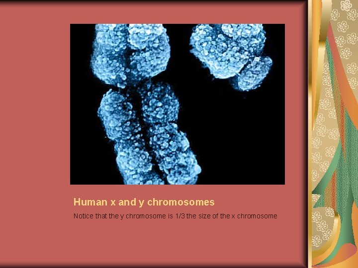Human x and y chromosomes Notice that the y chromosome is 1/3 the size