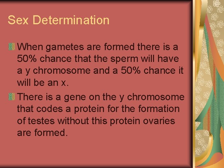 Sex Determination When gametes are formed there is a 50% chance that the sperm