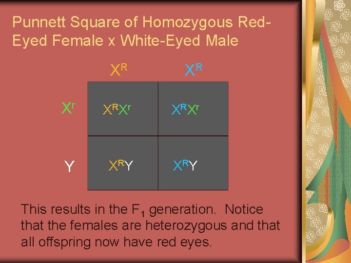 Punnett Square of Homozygous Red. Eyed Female x White-Eyed Male XR XR Xr X