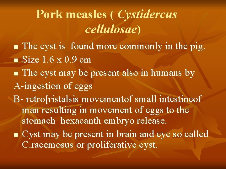 Pork measles ( Cystidercus cellulosae) The cyst is found more commonly in the pig.