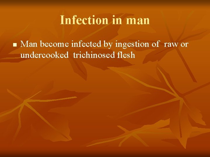 Infection in man n Man become infected by ingestion of raw or undercooked trichinosed