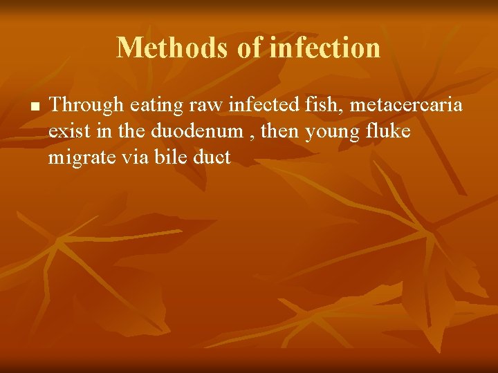 Methods of infection n Through eating raw infected fish, metacercaria exist in the duodenum