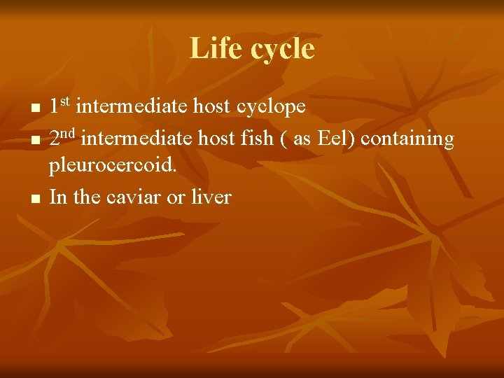 Life cycle n n n 1 st intermediate host cyclope 2 nd intermediate host